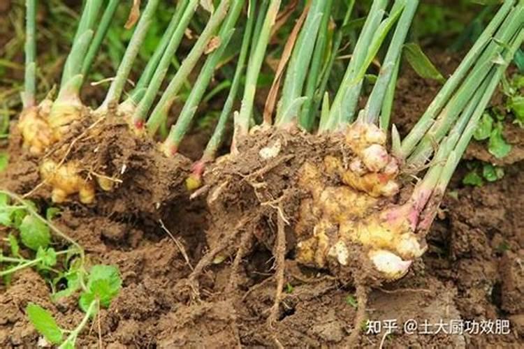 怎么判断冬枣是不是糖精泡的 冬枣不能和什么一起吃