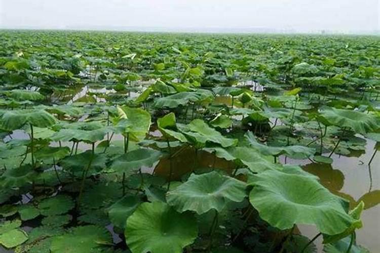 水培植物用什么肥料叶子绿最有效果,水养加什么肥长得快