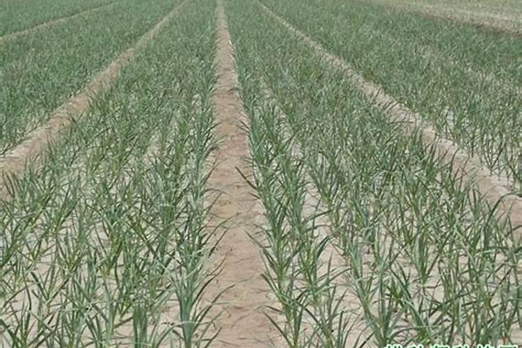 月季花秋天应该怎么浇水施肥