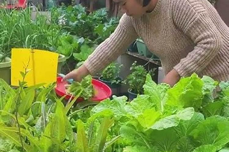 菜籽饼和花生麸,哪个肥的效更好？