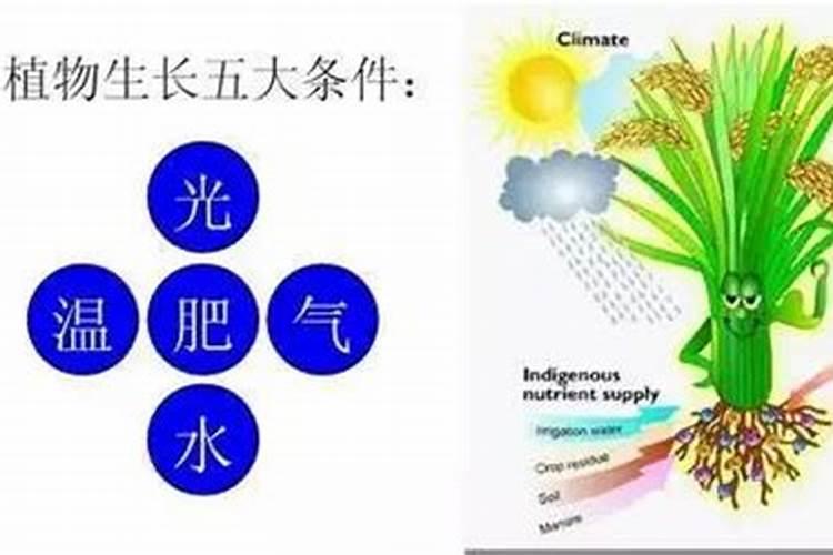 一吨有机肥等于多少化肥？这次彻底说清楚