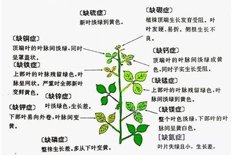 烟草用骨粉高钙肥行吗？
