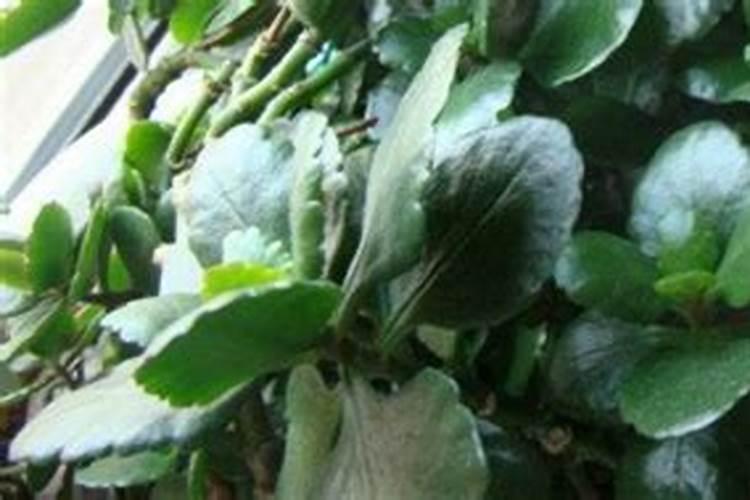 磷酸二氢钾能喷在花的叶子上吗