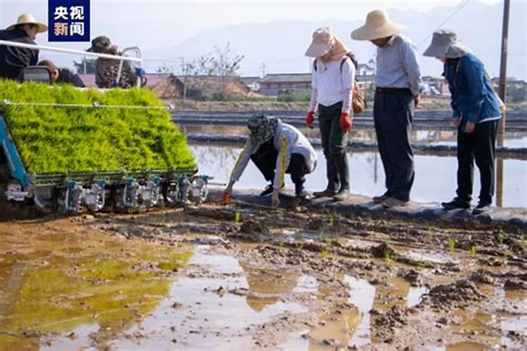 菜秧苗移栽后几天能施肥