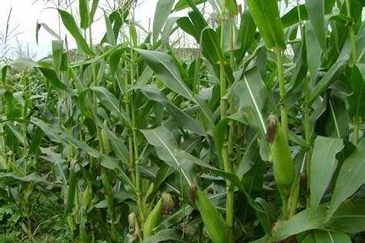 叶面肥多久被植物吸收