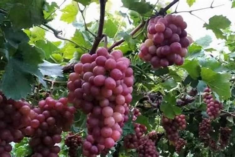 育苗土能不能加肥料