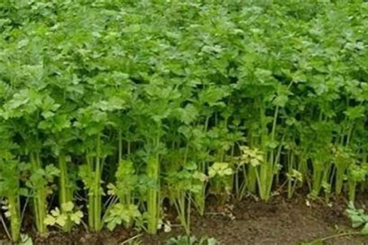 芹菜施肥要科学,芹菜怎么科学施肥？