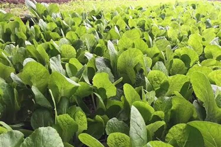 苯甲酸钠可以给白菜叶面施肥吗？
