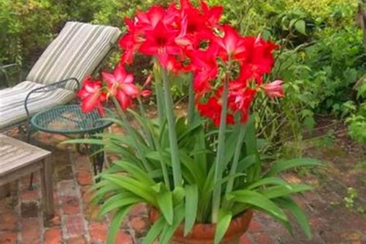 芒果树多久施肥一次 最佳施肥时间是几月份