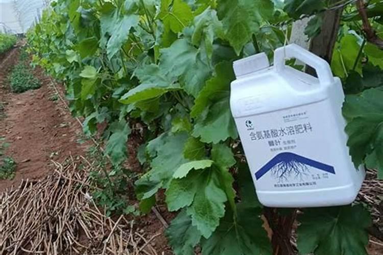 油菜用什么肥料最好高产