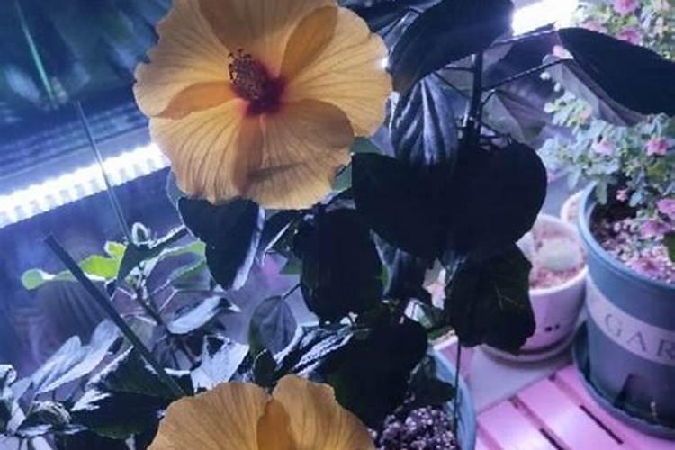 丹麦木槿为什么不适合家养？