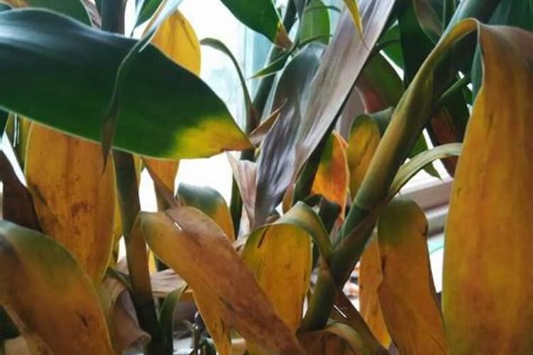 玉米叶面肥哪种最好