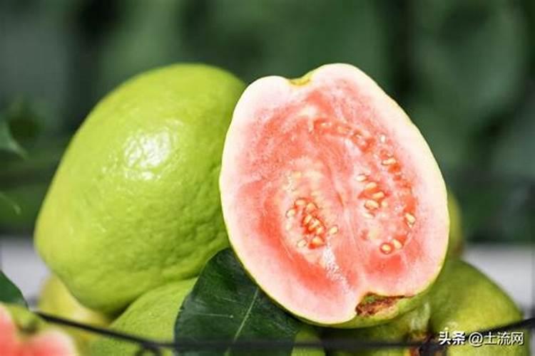 芭乐树怎么养？