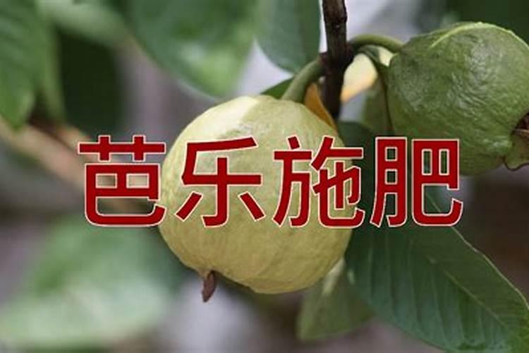 施什么肥能让芭乐又脆又甜？