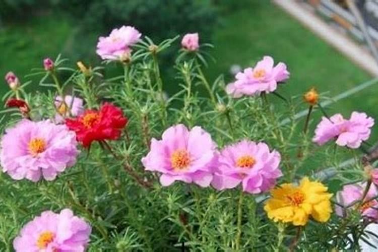 樱桃树怎样促进花芽分化,需要用什么肥料？