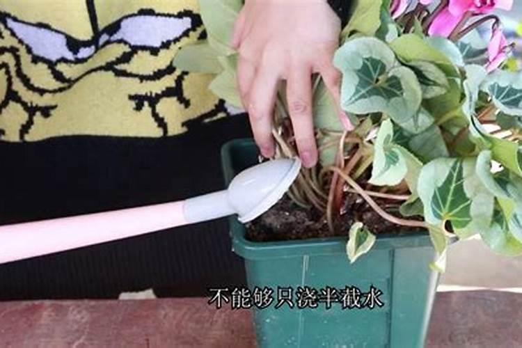 仙客来施什么肥最好