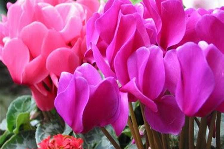 仙客来施肥多了怎么办