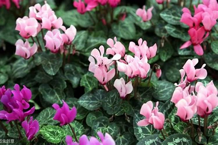 仙客来施什么肥最好