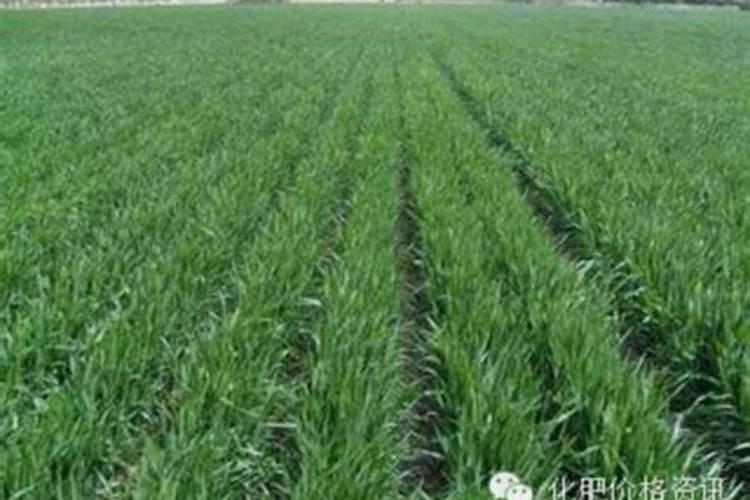 小麦的生长周期肥料氮磷钾的比例是多少