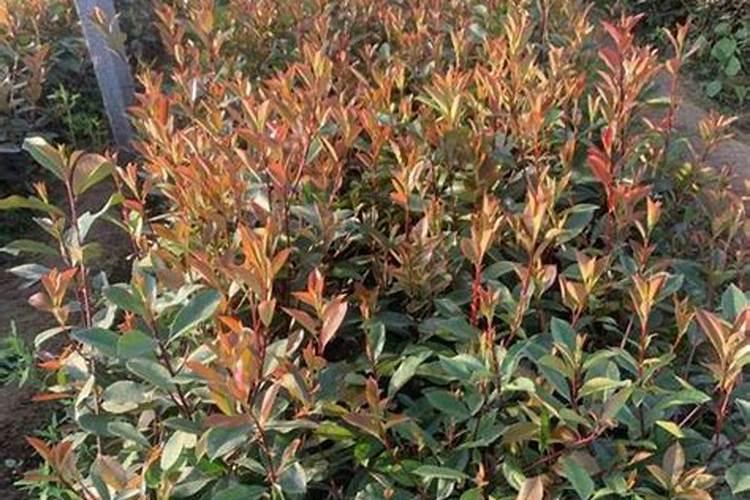 氮肥施多了怎么补救