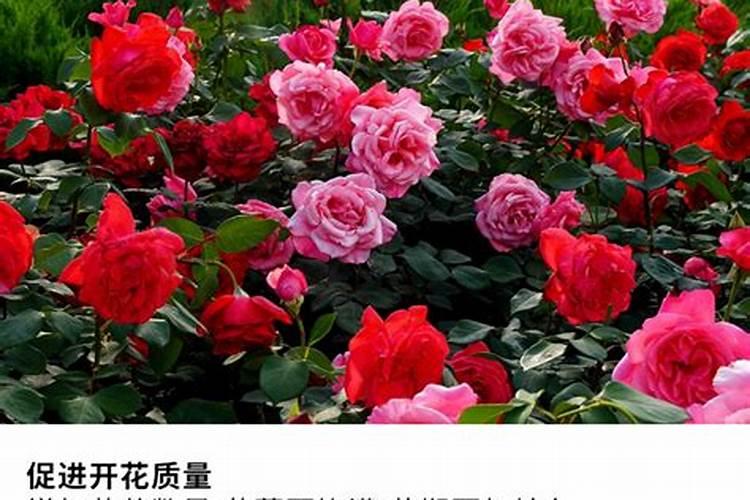 481芸苔素在棉花上的最大用量？