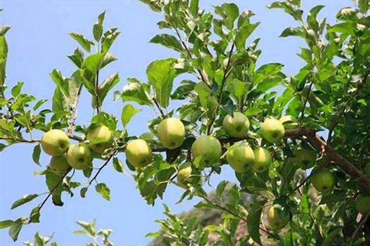 刚栽的蓝莓苗能都打壮多收？