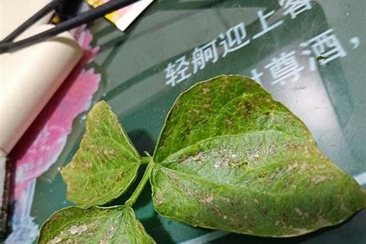 桔子树开花时能喷农药吗？