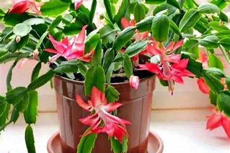 内蒙古种粮补贴一亩地多少钱