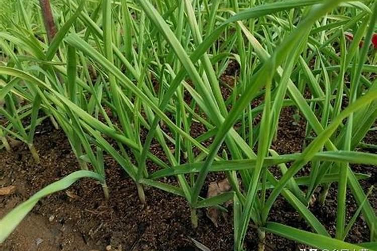 花生平菇炒芹菜做法: