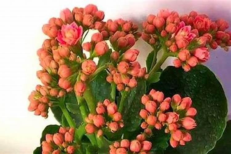 芹菜追肥用什么肥好？