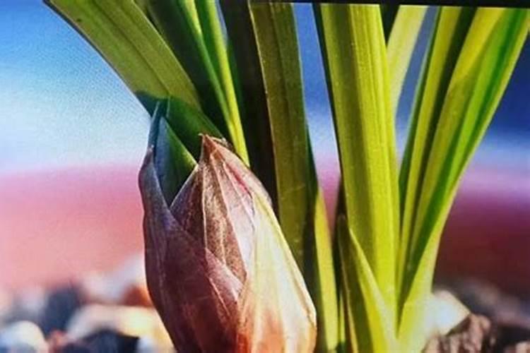 水果使用哪种肥料效果好