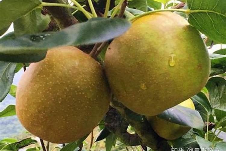杨梅施高钾复合肥用什么牌子好