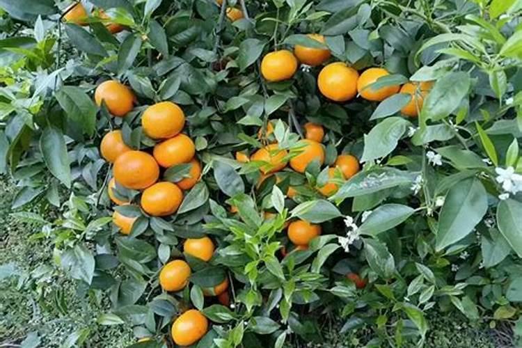 茶花叶子怎么才能油光发亮,怎样才能使茶花叶子变得油光发亮