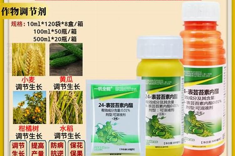 芸苔素泡根多长时间好