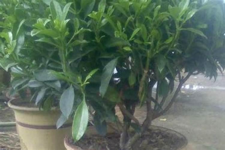 下什么肥料会让平安树小苗的杆变粗