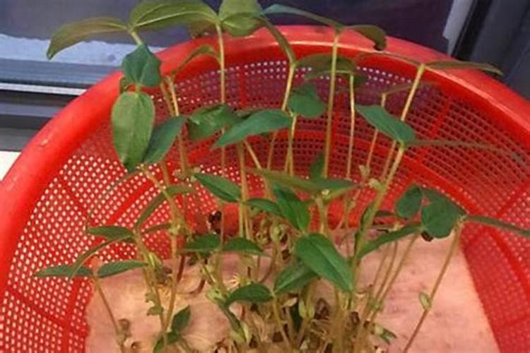 阳光玫瑰葡萄见信使花还能浇地施肥吗？