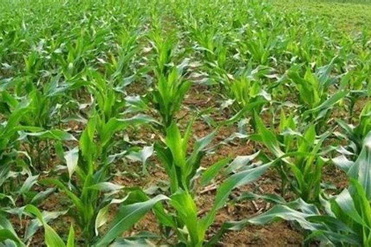 樱桃坐果的时候用什么肥料好？