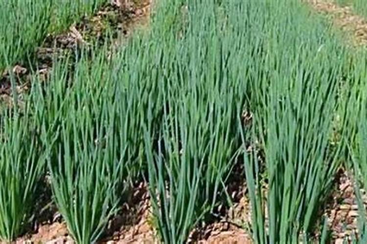 小葱施什么肥长得快