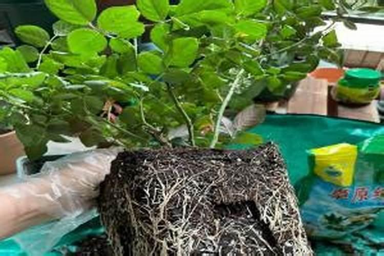 下雨太久果苗在土上长出新根要不要培土？