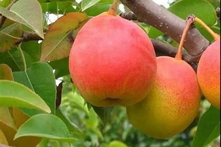 白杨树用什么肥料长的最快？