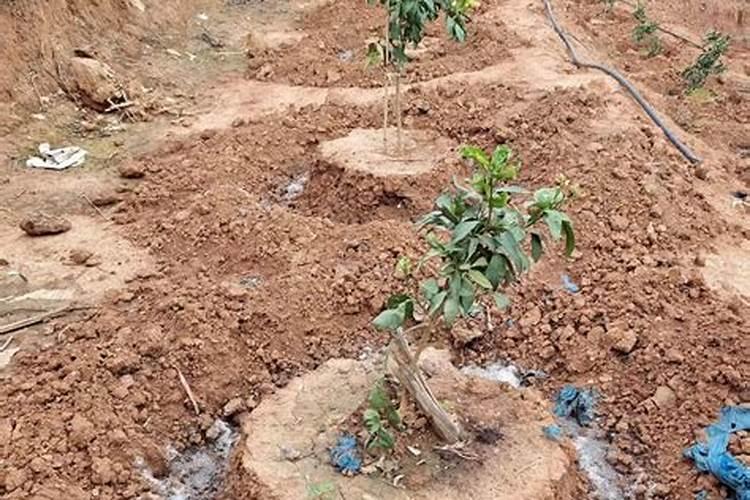 磷肥虽好,千万不要乱用,快来看磷肥过量的六大危害