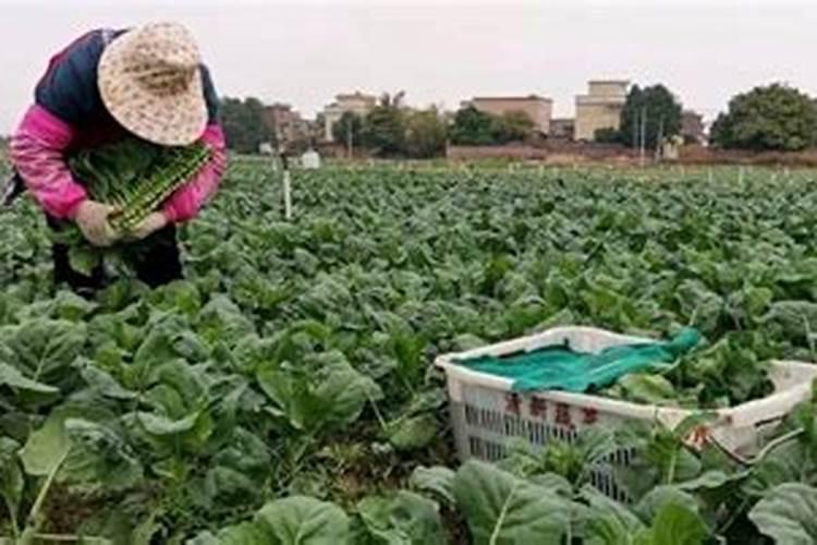 葡萄在北方需要埋土吗