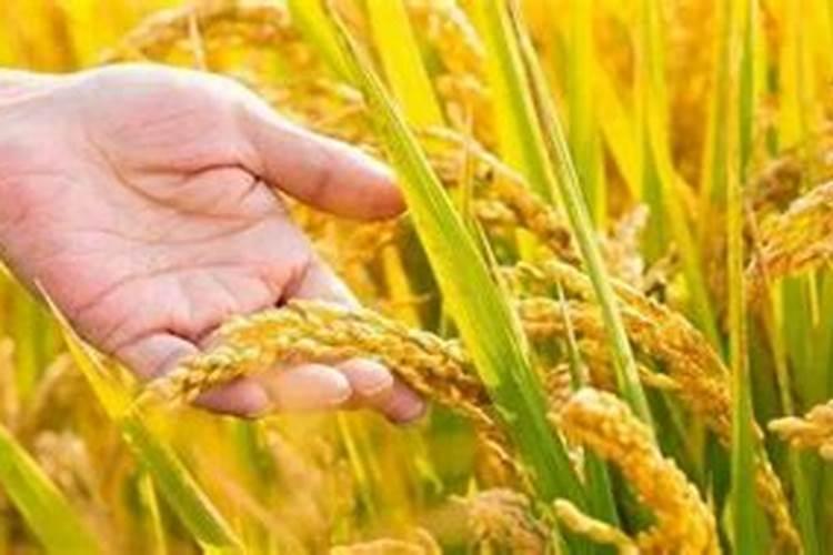 沙糖桔树苗怎么栽培 砂糖橘养殖方法