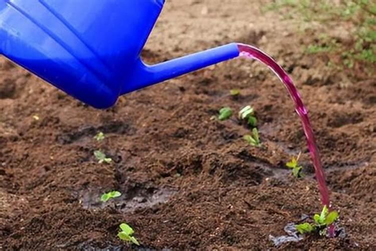 施美特液体氮肥玉米如何使用