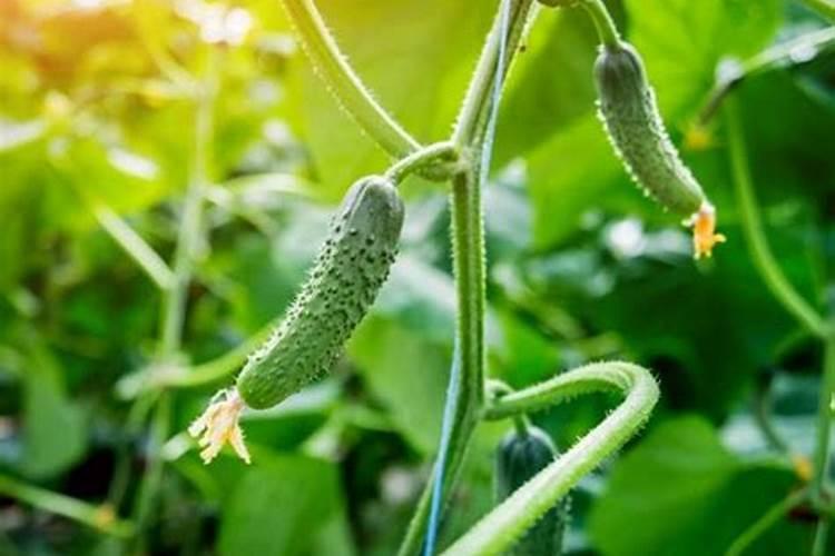 包谷叶子的编织方法