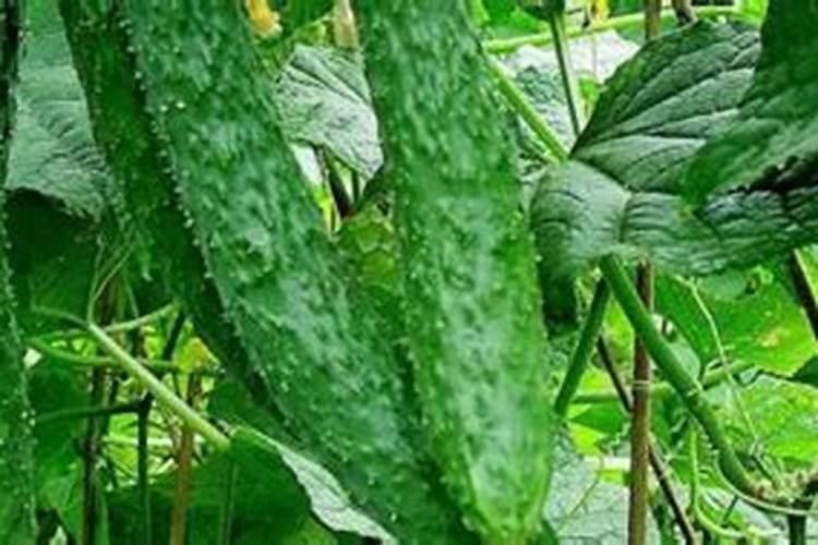 尿素打叶面肥有好处吗用量多少