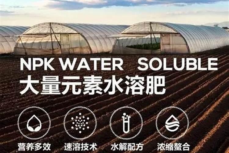 西红柿后期施什么肥