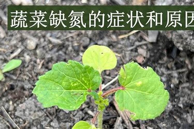 忌氯的蔬菜有哪些 哪些蔬菜作物不能用含氯肥料
