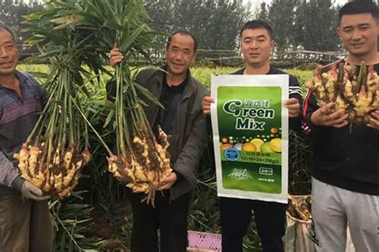 种植蓝莓怎么施肥