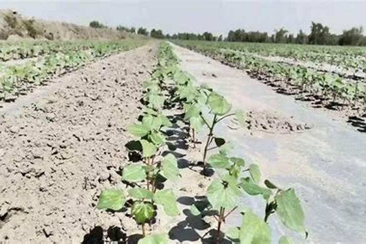 植物生长需要什么营养物质 植物生长需要哪些营养元素呢